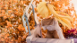 Preview: Tricolour Lovestory TE UNKNOWN MODEL Chi Guo